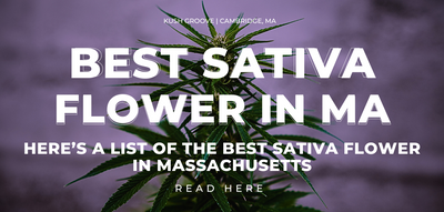 Discovering The Best of Massachusetts' Cannabis Sativa Flowers