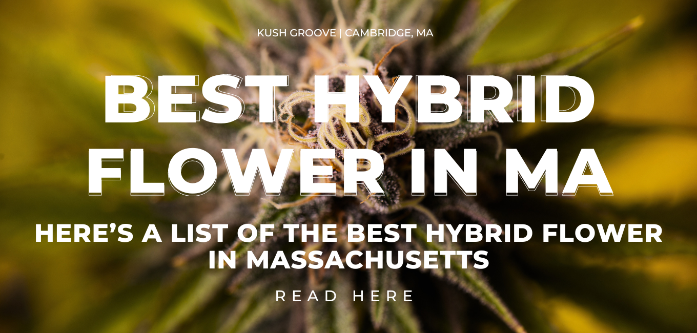 The Best Cannabis Hybrid Flower in Massachusetts