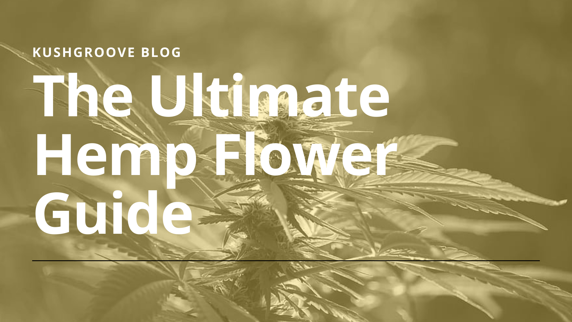 The Ultimate Hemp Flower Guide