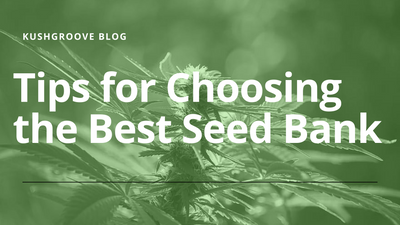 Tips for Choosing the Best Seed Bank