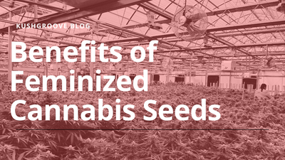 Benefits of Feminized Cannabis Seeds