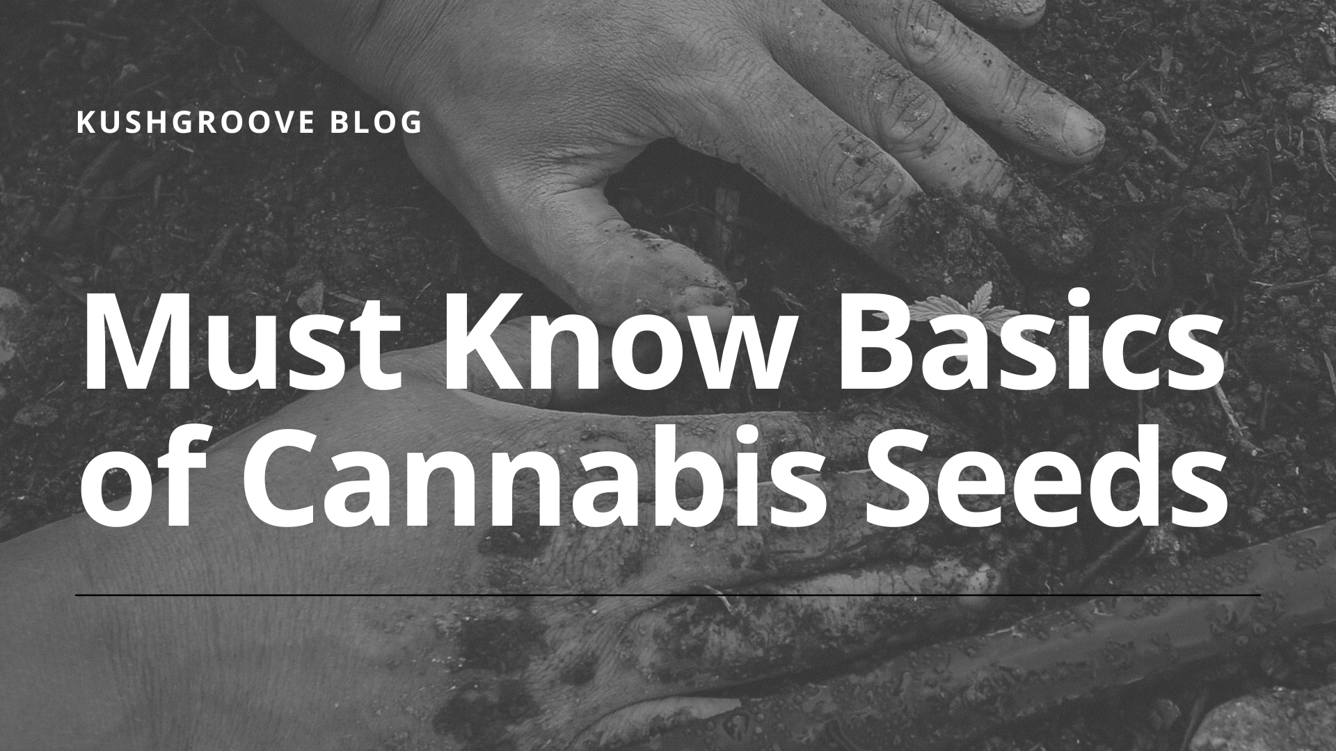The Must-Know Basics About Cannabis Seeds