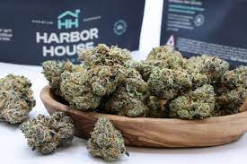 harbor house collective