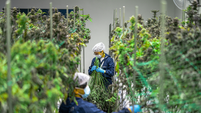 Butterwolf Strain Effects