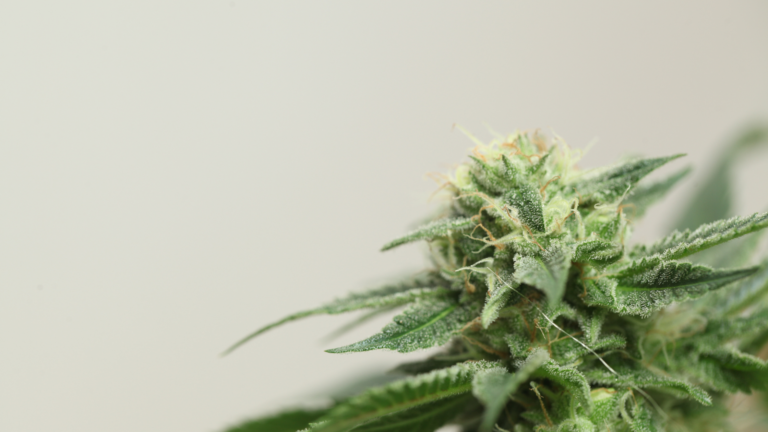 Cannibis Stores in Boston